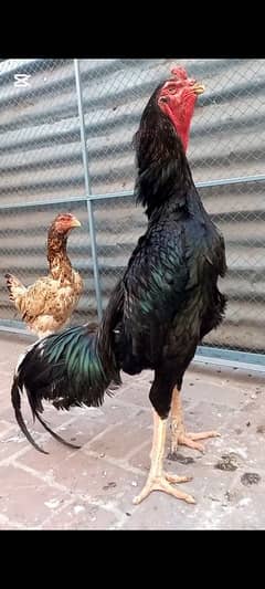 Shamo Very Rare Male