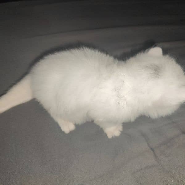 Persian kitten for sell 0
