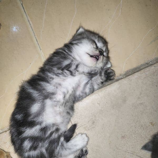 Persian kitten for sell 1