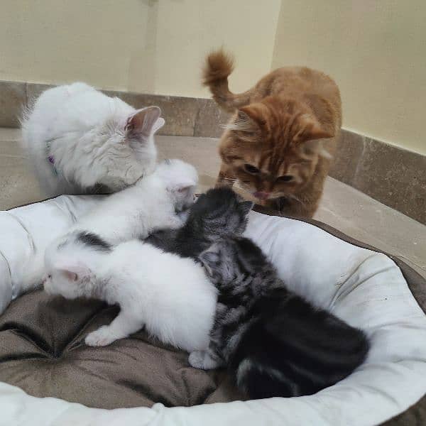 Persian kitten for sell 2