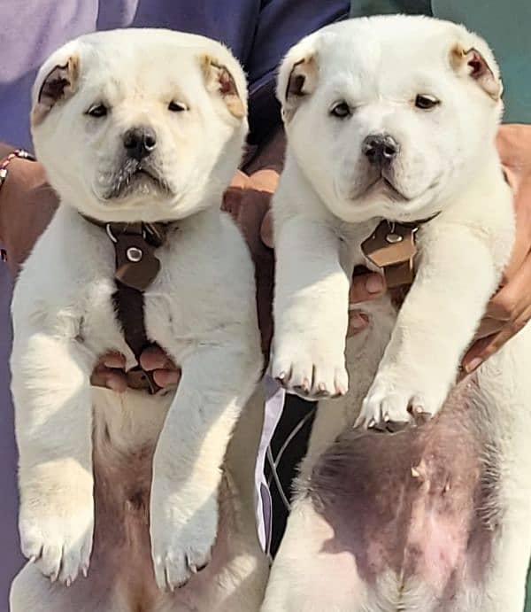 ALABAI PAIR FOR SALE SECURITY DOGS 0