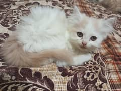 Persian doll face