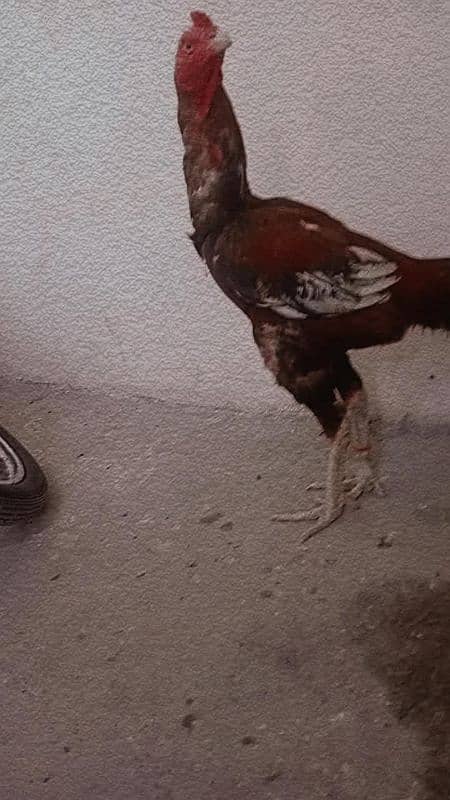 15 days chick's for sale per chick 4500 0