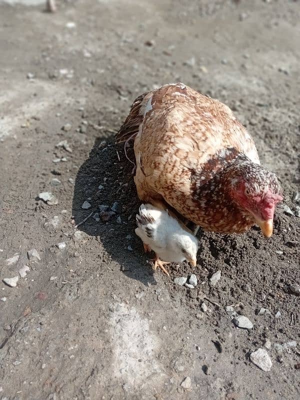 15 days chick's for sale per chick 4500 1