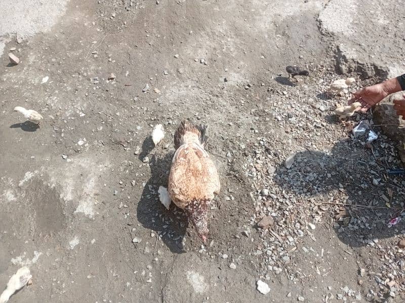 15 days chick's for sale per chick 4500 2