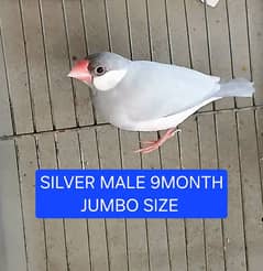 silver java finches jawa
