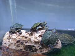 RED EARED SLIDER