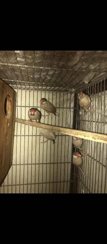 fawn java breeder pair 1
