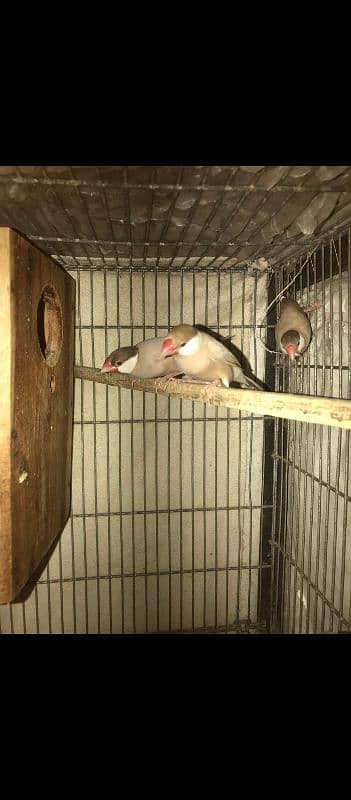 fawn java breeder pair 0