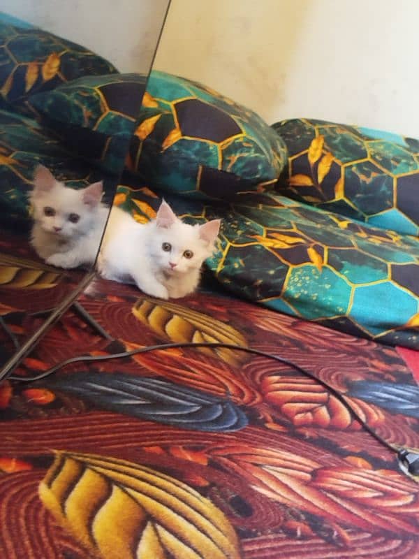 Persian cat 0