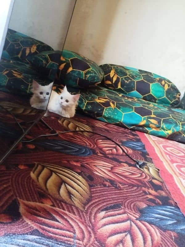 Persian cat 1