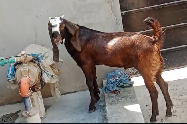 Goat / Bakra / Nagra Goat / Desi / / Bkary / Nagra Breeder Goats 0