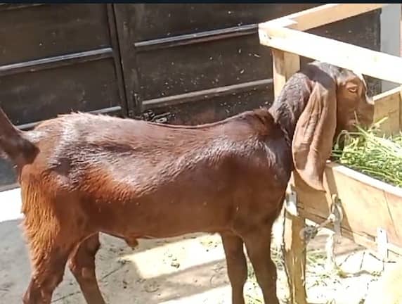 Goat / Bakra / Nagra Goat / Desi / / Bkary / Nagra Breeder Goats 1