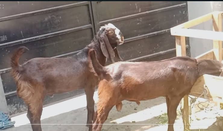 Goat / Bakra / Nagra Goat / Desi / / Bkary / Nagra Breeder Goats 2