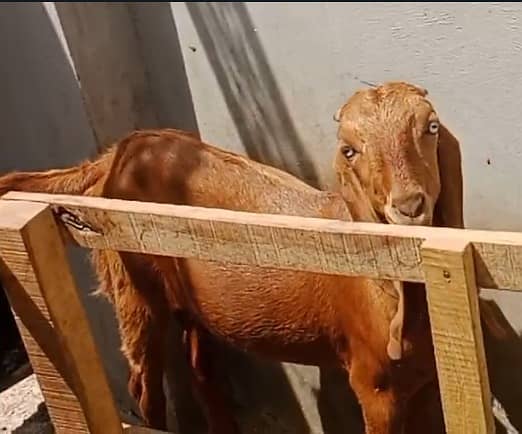 Goat / Bakra / Nagra Goat / Desi / / Bkary / Nagra Breeder Goats 3