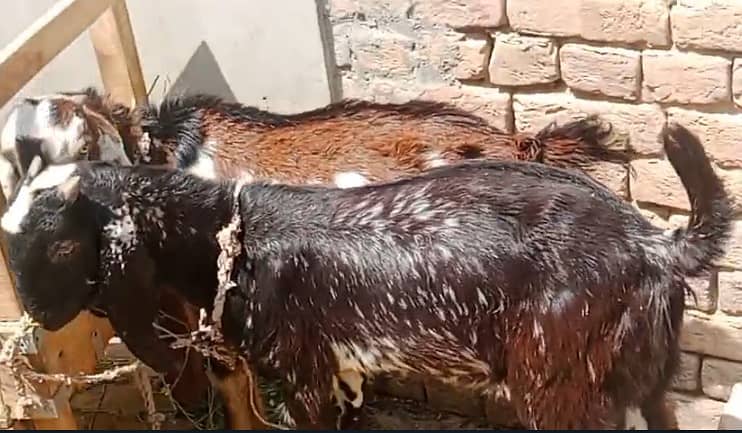 Goat / Bakra / Nagra Goat / Desi / / Bkary / Nagra Breeder Goats 4