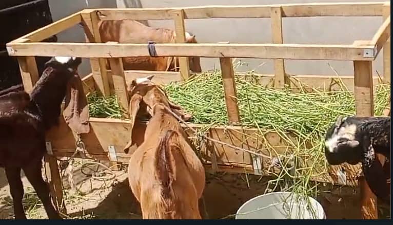Goat / Bakra / Nagra Goat / Desi / / Bkary / Nagra Breeder Goats 6