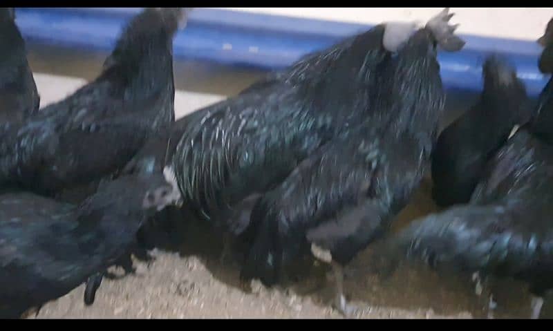 Ayam cemani breeders available for sale 2
