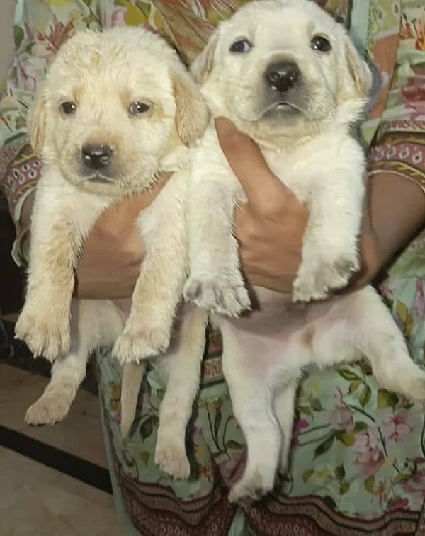 Labrador puppies 0