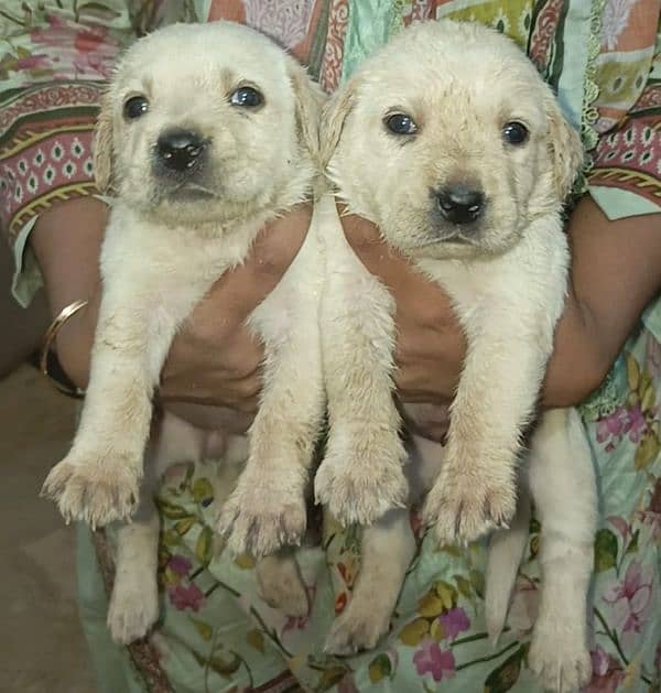 Labrador puppies 1
