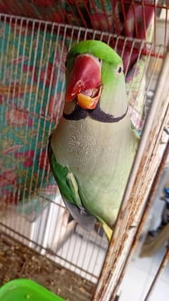 Pahari
