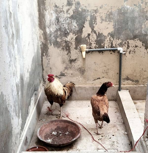 Aseel pair for sale 0