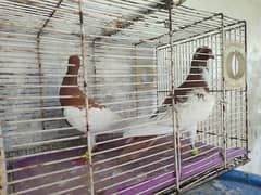 healthy and active pair