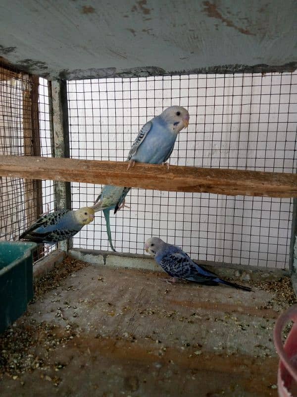4 Months Budgies 1