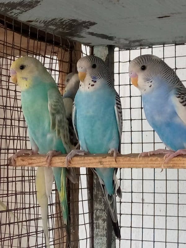 4 Months Budgies 2
