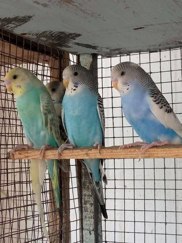 4 Months Budgies 3