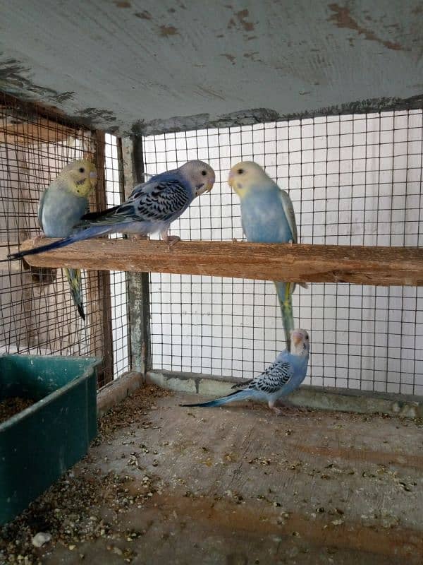 4 Months Budgies 4
