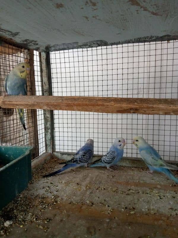 4 Months Budgies 5