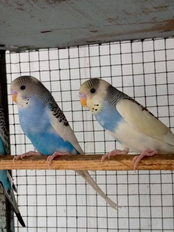 4 Months Budgies 7