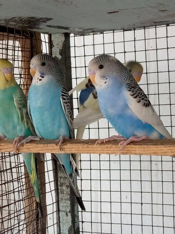 4 Months Budgies 8