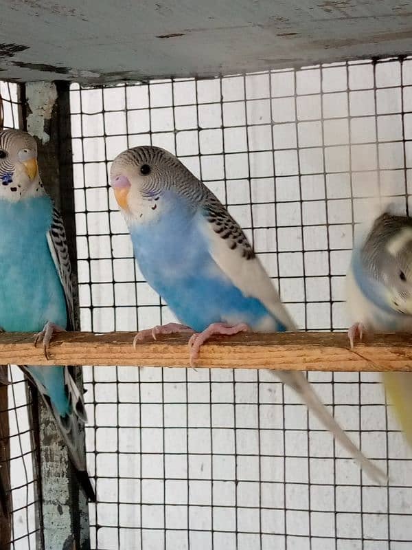 4 Months Budgies 9