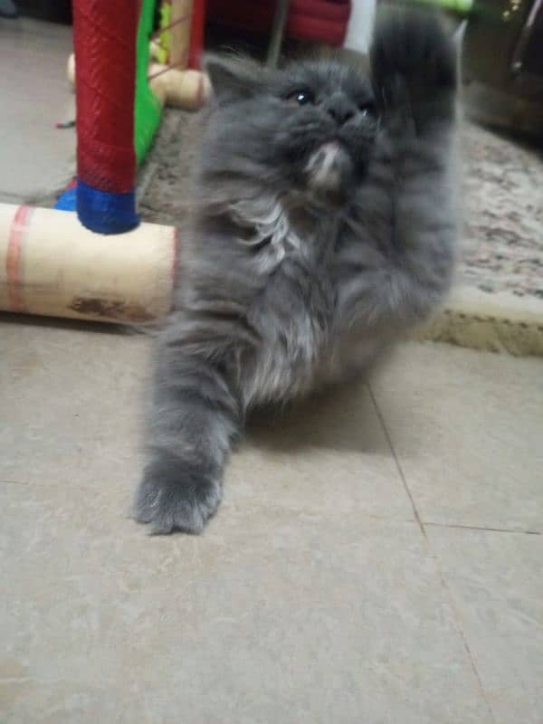 black and white baby cat 3 months old 1