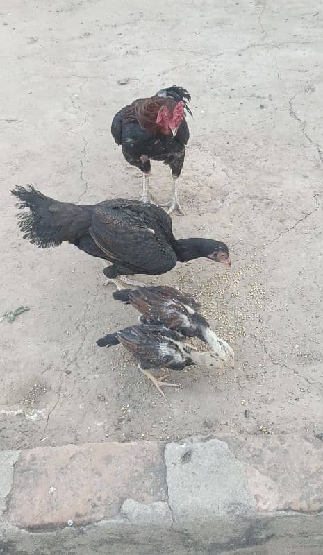 Aseel Chicks 1