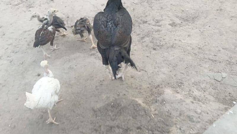 Aseel Chicks 2