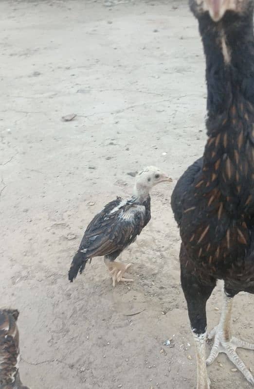 Aseel Chicks 3
