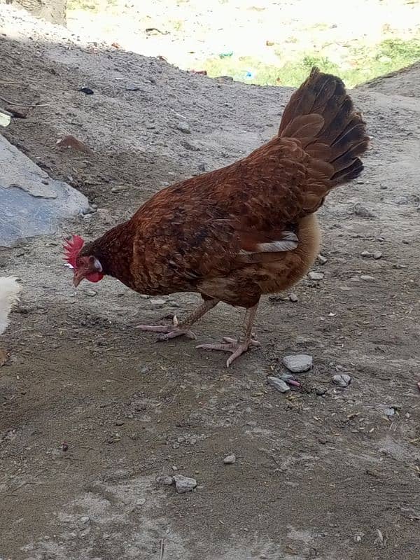 Desi Hens 2