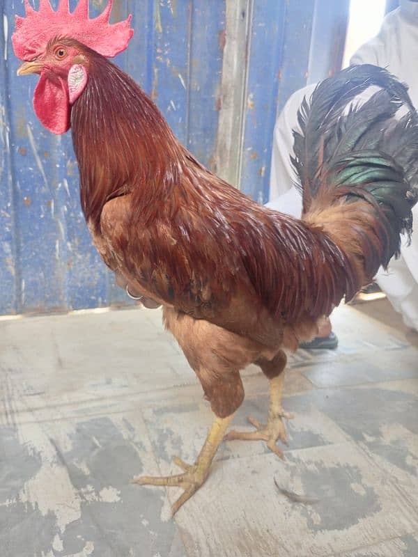 Desi Hens 5