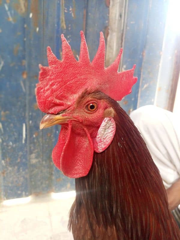 Desi Hens 7