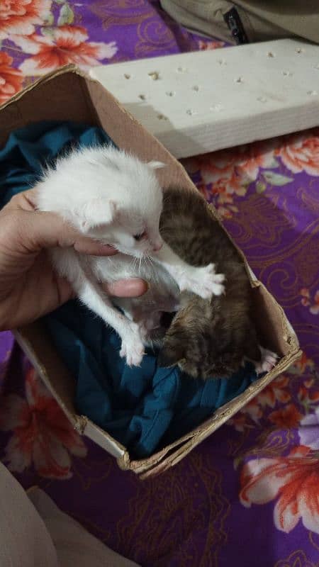 Persian triple coated cat 0
