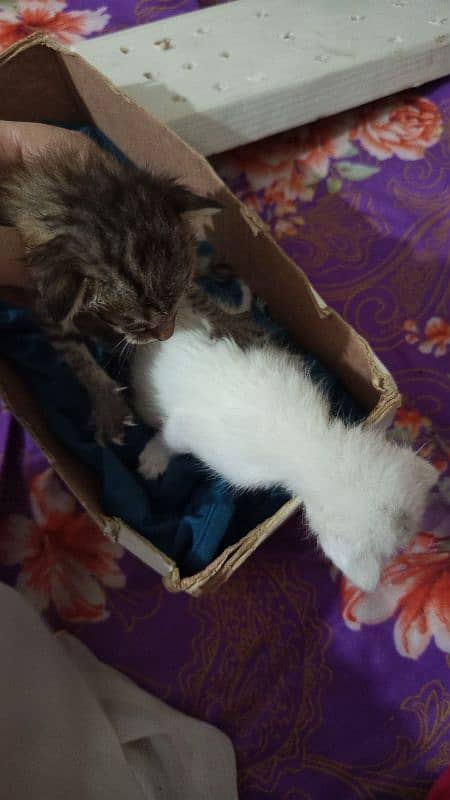 Persian triple coated cat 1