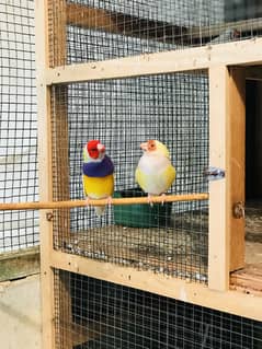 Lutino Lady Gouldian breeder pair