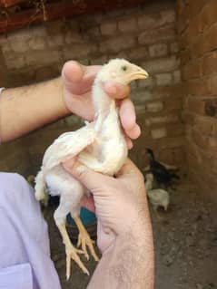 Only Chicks For Sale