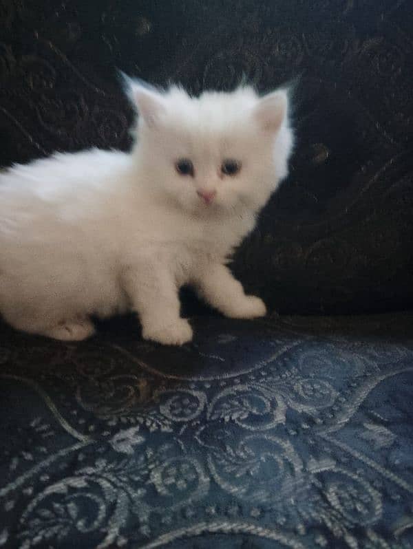Persian cat 0