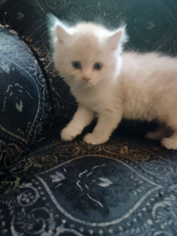 Persian cat 1