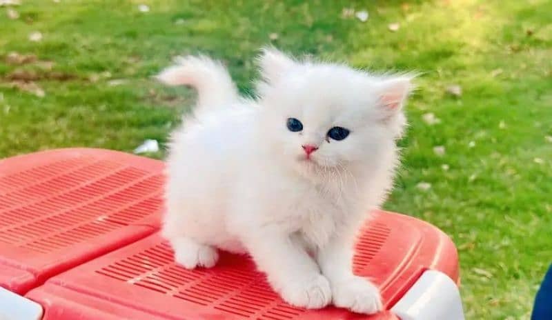 persian kittens /triple coat /fluffy kittens/blue eyes 1
