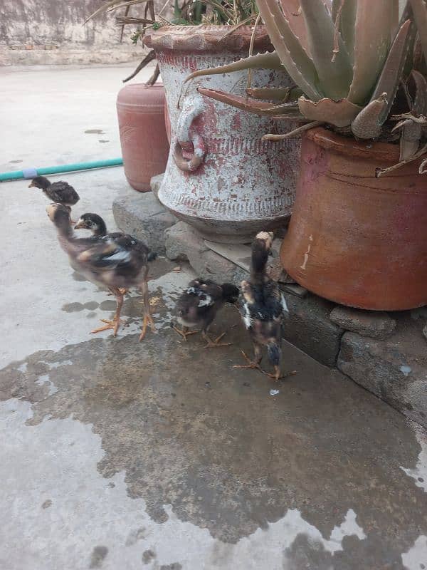 15 chicks Aseel 0